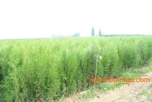 的 批發(fā)商,博豐綠化苗木,的 批發(fā)商,博豐綠化苗木生產(chǎn)廠家,的 批發(fā)商,博豐綠化苗木價格