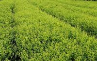 綠化苗木產(chǎn)品,苗木圖片信息 387