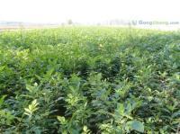 供應(yīng)白蠟 國槐樹 接穗 承接速生白蠟 國槐 以及各種苗木嫁接_農(nóng)副產(chǎn)品_世界工廠網(wǎng)中國產(chǎn)品信息庫