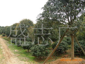長沙廣應(yīng)苗木基地大量低價出售 綠化苗木15 20公分精品桂花指導(dǎo)價 長沙廣應(yīng)苗木基地大量低價出售