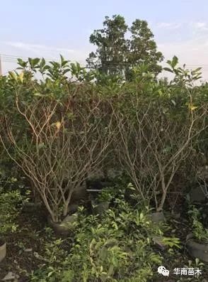 華南苗木灌木品種特惠