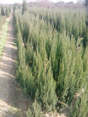 河南檜柏,河南檜柏價(jià)格_農(nóng)副產(chǎn)品_世界工廠網(wǎng)