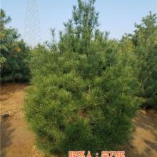 山東遠(yuǎn)航苗木專業(yè)合作社