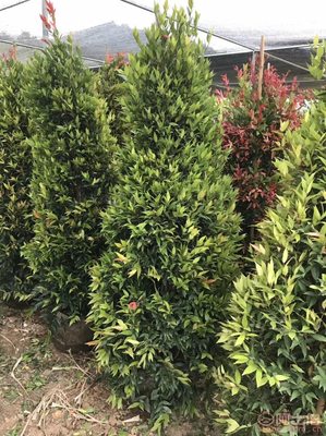 【江西綠化苗木袋苗紅車、農戶種植】綠化苗木,價格,廠家,供應商,花木,龍海市東泗興輝園藝場 - 產品庫