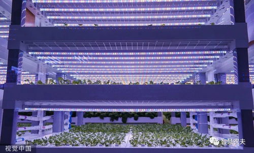 走進 植物工廠 探訪現代工廠化智慧育苗基地