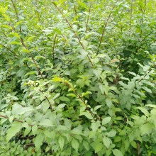 絳縣古絳鎮(zhèn)友梅苗木經銷部 供應產品