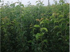 產(chǎn)品展示 河北鑫帥苗木合作社 必途推薦