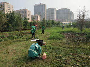 圖片簡訊 園林局督導(dǎo)養(yǎng)護(hù)公司對城區(qū)綠籬進(jìn)行修剪并對苗圃內(nèi)雜草進(jìn)行清理