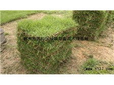 第4頁 產(chǎn)品展示 郴州市蘇仙區(qū)綠溪草皮苗木綠基地