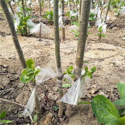 新聞熱點(diǎn) 平壩0.8公分 次郎甜 柿子苗生長(zhǎng)習(xí)性 易成活易管理