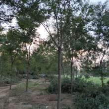 2019綠化苗木價(jià)格 報(bào)價(jià) 綠化苗木批發(fā) 第29頁(yè) 園林網(wǎng)