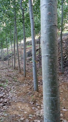 速生楊苗木 特點、栽培與管理