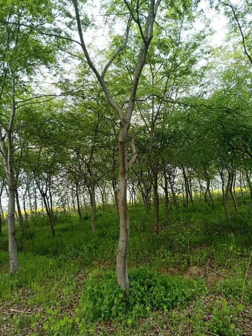 追求客戶滿意，打造苗木精品——祝賀肥西永和苗木入駐苗木通