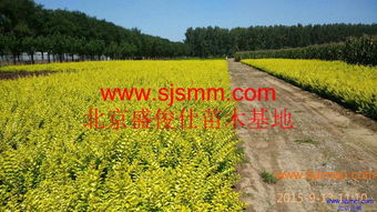 北京通州300畝苗圃 大量供應金葉女貞及30余種苗木，專業承接各類綠化工程