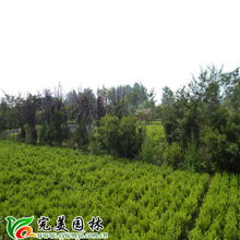 沭陽縣完美園林綠化苗木場 專業喬灌木供應，打造綠色生態之美